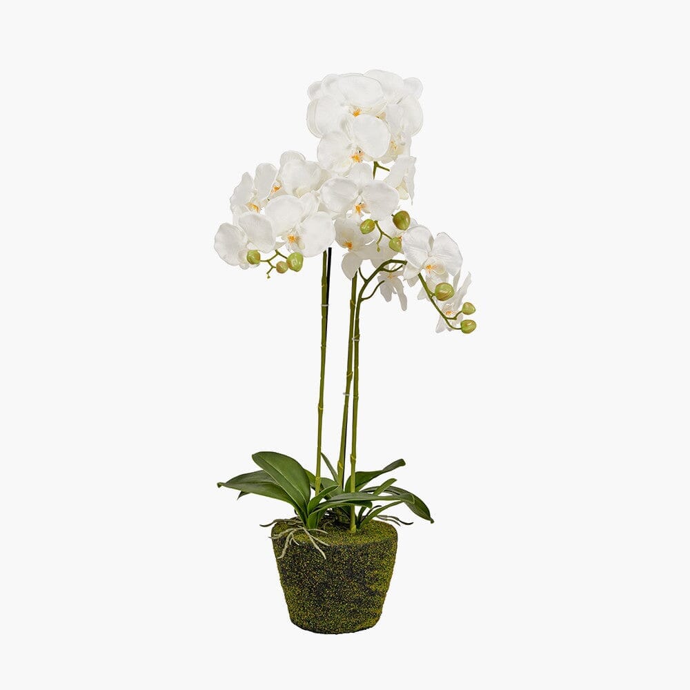In Stock - Faux White Orchid in Moss Pot