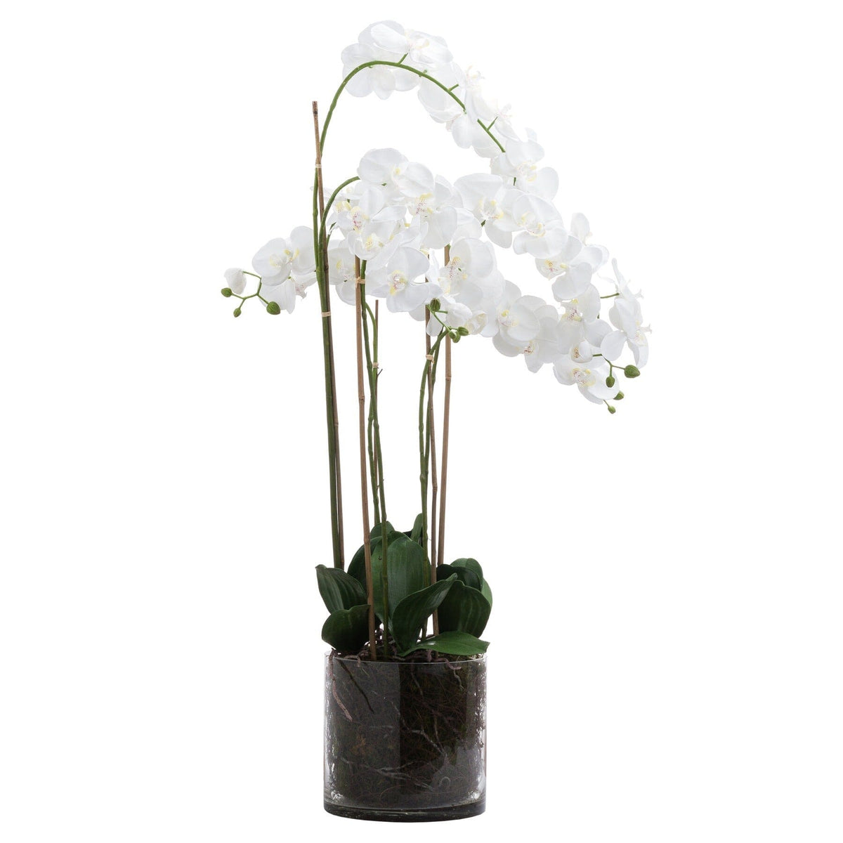 Large White Orchid in Glass Pot Accessories