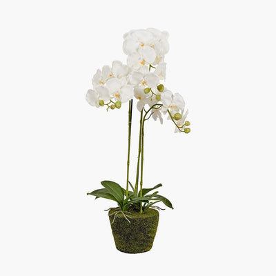 In Stock - Faux White Orchid in Moss Pot Accessories 